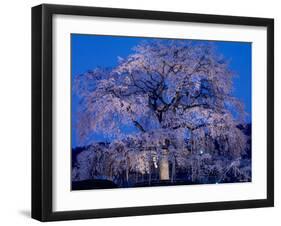 Cherry Blossoms at Night-null-Framed Photographic Print
