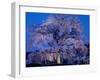 Cherry Blossoms at Night-null-Framed Photographic Print