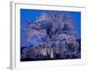 Cherry Blossoms at Night-null-Framed Photographic Print