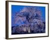 Cherry Blossoms at Night-null-Framed Photographic Print