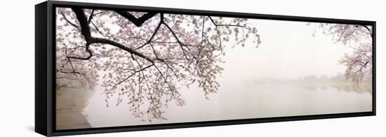 Cherry Blossoms at the Lakeside, Washington DC, USA-null-Framed Stretched Canvas