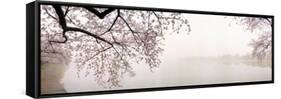 Cherry Blossoms at the Lakeside, Washington DC, USA-null-Framed Stretched Canvas