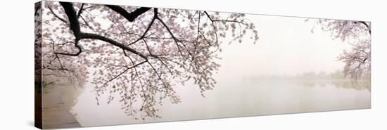 Cherry Blossoms at the Lakeside, Washington DC, USA-null-Stretched Canvas