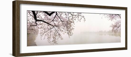 Cherry Blossoms at the Lakeside, Washington DC, USA-null-Framed Premium Photographic Print