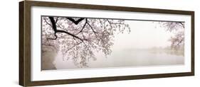 Cherry Blossoms at the Lakeside, Washington DC, USA-null-Framed Premium Photographic Print
