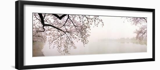Cherry Blossoms at the Lakeside, Washington DC, USA-null-Framed Premium Photographic Print