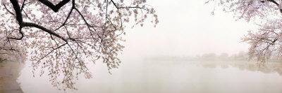 https://imgc.allpostersimages.com/img/posters/cherry-blossoms-at-the-lakeside-washington-dc-usa_u-L-P8WLKP0.jpg?artPerspective=n