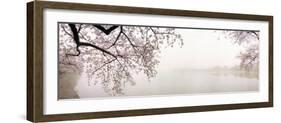 Cherry Blossoms at the Lakeside, Washington DC, USA-null-Framed Photographic Print