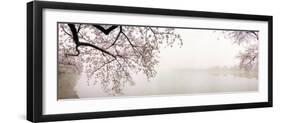 Cherry Blossoms at the Lakeside, Washington DC, USA-null-Framed Photographic Print