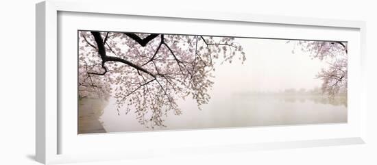 Cherry Blossoms at the Lakeside, Washington DC, USA-null-Framed Photographic Print