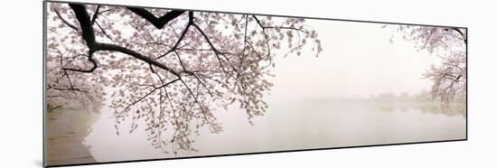 Cherry Blossoms at the Lakeside, Washington DC, USA-null-Mounted Photographic Print