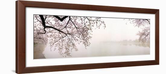 Cherry Blossoms at the Lakeside, Washington DC, USA-null-Framed Photographic Print