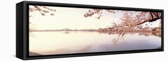 Cherry Blossoms at the Lakeside, Washington DC, USA-null-Framed Stretched Canvas