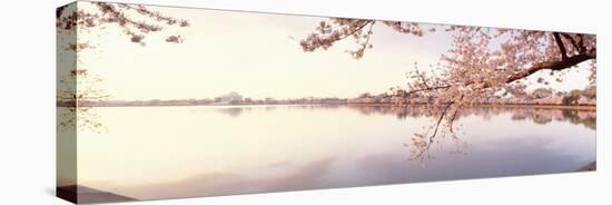 Cherry Blossoms at the Lakeside, Washington DC, USA-null-Stretched Canvas