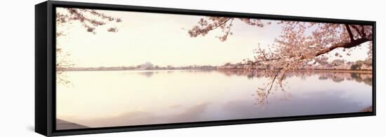 Cherry Blossoms at the Lakeside, Washington DC, USA-null-Framed Stretched Canvas