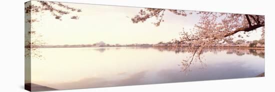 Cherry Blossoms at the Lakeside, Washington DC, USA-null-Stretched Canvas