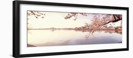 Cherry Blossoms at the Lakeside, Washington DC, USA-null-Framed Premium Photographic Print