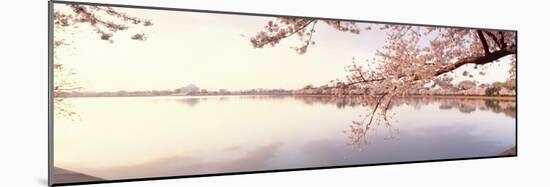 Cherry Blossoms at the Lakeside, Washington DC, USA-null-Mounted Premium Photographic Print