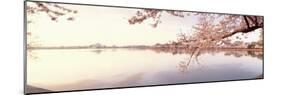 Cherry Blossoms at the Lakeside, Washington DC, USA-null-Mounted Premium Photographic Print