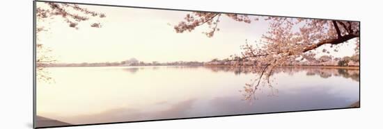 Cherry Blossoms at the Lakeside, Washington DC, USA-null-Mounted Premium Photographic Print