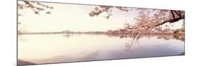 Cherry Blossoms at the Lakeside, Washington DC, USA-null-Mounted Premium Photographic Print