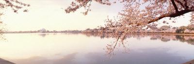 https://imgc.allpostersimages.com/img/posters/cherry-blossoms-at-the-lakeside-washington-dc-usa_u-L-P8WLLP0.jpg?artPerspective=n