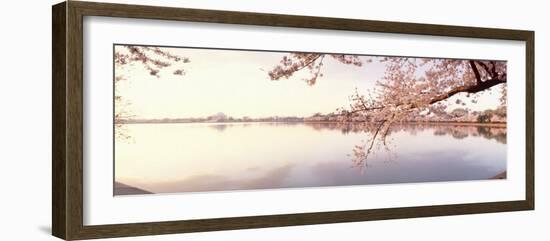 Cherry Blossoms at the Lakeside, Washington DC, USA-null-Framed Photographic Print