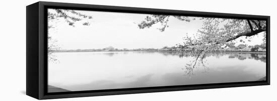 Cherry Blossoms at the Lakeside, Washington DC, USA-null-Framed Stretched Canvas