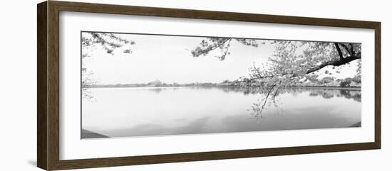 Cherry Blossoms at the Lakeside, Washington DC, USA-null-Framed Photographic Print