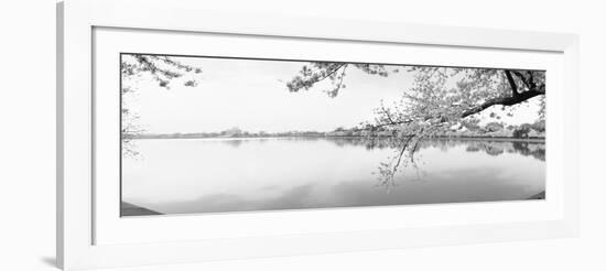 Cherry Blossoms at the Lakeside, Washington DC, USA-null-Framed Photographic Print