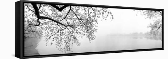 Cherry Blossoms at the Lakeside, Washington DC, USA-null-Framed Stretched Canvas
