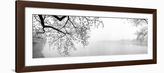 Cherry Blossoms at the Lakeside, Washington DC, USA-null-Framed Photographic Print