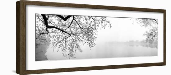 Cherry Blossoms at the Lakeside, Washington DC, USA-null-Framed Photographic Print