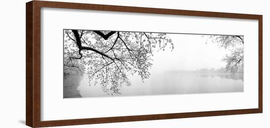 Cherry Blossoms at the Lakeside, Washington DC, USA-null-Framed Photographic Print