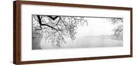 Cherry Blossoms at the Lakeside, Washington DC, USA-null-Framed Photographic Print