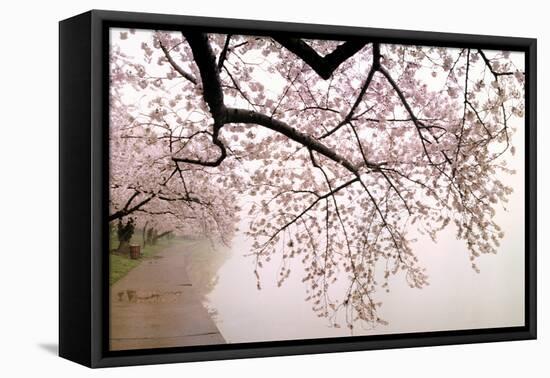 Cherry blossoms at the lakeside, Washington DC, USA-null-Framed Stretched Canvas