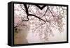 Cherry blossoms at the lakeside, Washington DC, USA-null-Framed Stretched Canvas
