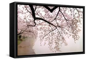 Cherry blossoms at the lakeside, Washington DC, USA-null-Framed Stretched Canvas