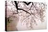 Cherry blossoms at the lakeside, Washington DC, USA-null-Stretched Canvas