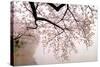 Cherry blossoms at the lakeside, Washington DC, USA-null-Stretched Canvas