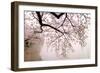 Cherry blossoms at the lakeside, Washington DC, USA-null-Framed Photographic Print