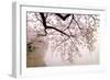 Cherry blossoms at the lakeside, Washington DC, USA-null-Framed Photographic Print