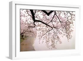 Cherry blossoms at the lakeside, Washington DC, USA-null-Framed Photographic Print