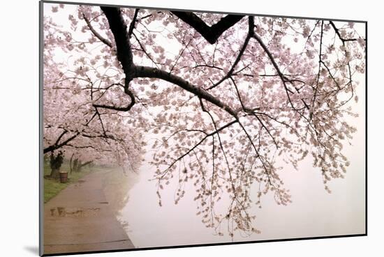 Cherry blossoms at the lakeside, Washington DC, USA-null-Mounted Photographic Print