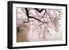 Cherry blossoms at the lakeside, Washington DC, USA-null-Framed Photographic Print