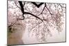 Cherry blossoms at the lakeside, Washington DC, USA-null-Mounted Photographic Print