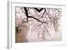 Cherry blossoms at the lakeside, Washington DC, USA-null-Framed Photographic Print