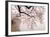 Cherry blossoms at the lakeside, Washington DC, USA-null-Framed Photographic Print