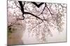 Cherry blossoms at the lakeside, Washington DC, USA-null-Mounted Photographic Print