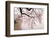 Cherry blossoms at the lakeside, Washington DC, USA-null-Framed Photographic Print